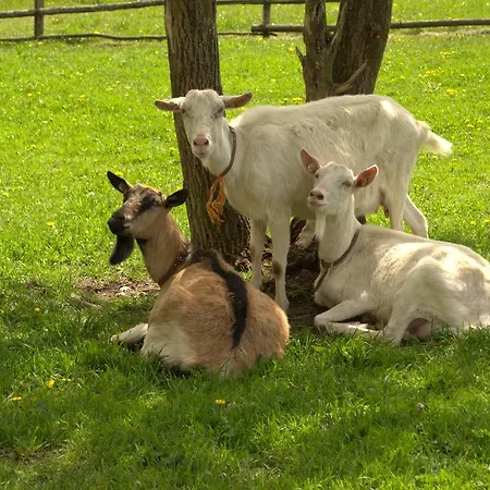 Agroturismo Dvůr Krasíkov *